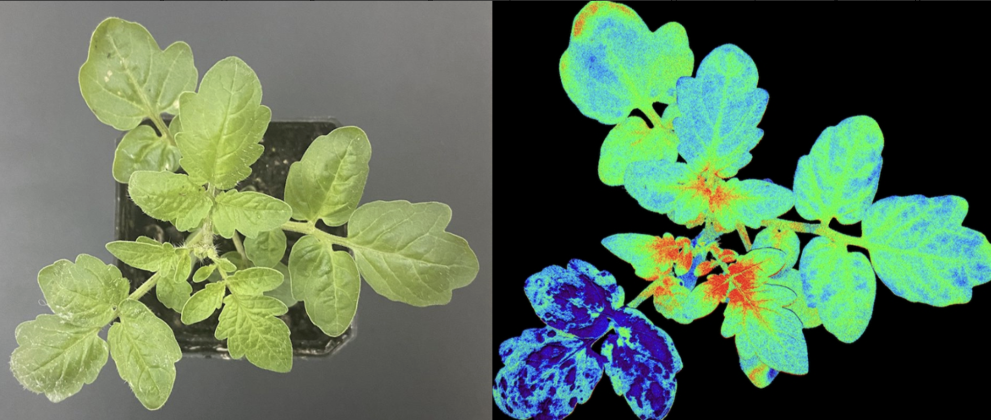 FluorTron®植物光合表型成像分析系统